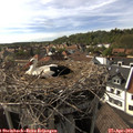 16_55-nest.jpg