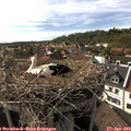 17_00-nest.jpg