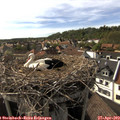 17_05-nest.jpg