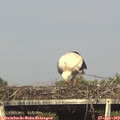 17_10-mast.jpg