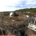 17_10-nest.jpg