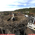 17_15-nest.jpg