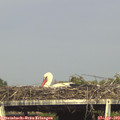 17_20-mast.jpg