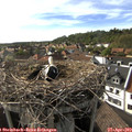 17_20-nest.jpg