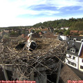 17_25-nest.jpg