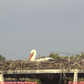 17_30-mast.jpg