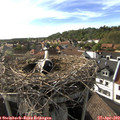 17_30-nest.jpg
