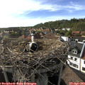17_35-nest.jpg