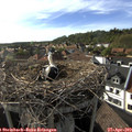 17_40-nest.jpg