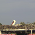 17_45-mast.jpg
