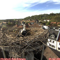 17_45-nest.jpg