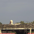 17_50-mast.jpg