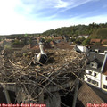 17_50-nest.jpg