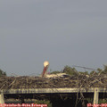 17_55-mast.jpg
