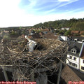 17_55-nest.jpg