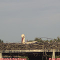 18_00-mast.jpg