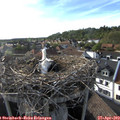18_00-nest.jpg