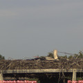 18_05-mast.jpg