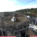 18_05-nest.jpg