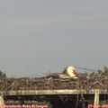 18_10-mast.jpg