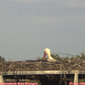 18_15-mast.jpg