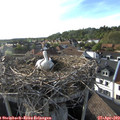 18_15-nest.jpg