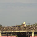 18_20-mast.jpg