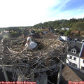 18_25-nest.jpg