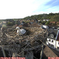 18_30-nest.jpg