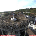 18_35-nest.jpg