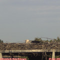 18_40-mast.jpg