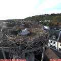 18_40-nest.jpg