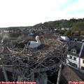 18_45-nest.jpg