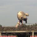 18_50-mast.jpg