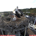 18_50-nest.jpg
