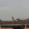 18_55-mast.jpg