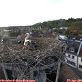 18_55-nest.jpg