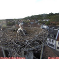 19_00-nest.jpg
