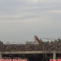 19_05-mast.jpg