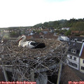 19_05-nest.jpg