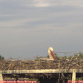 19_10-mast.jpg