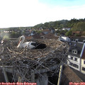 19_10-nest.jpg
