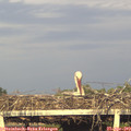 19_15-mast.jpg