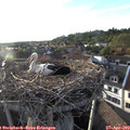 19_15-nest.jpg