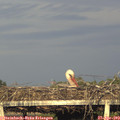 19_20-mast.jpg