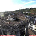 19_20-nest.jpg