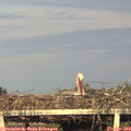 19_25-mast.jpg