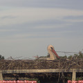 19_30-mast.jpg