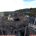 19_30-nest.jpg