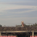 19_35-mast.jpg